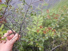 Spiraea beauverdiana