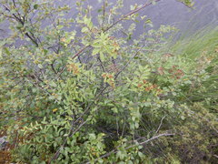 Spiraea beauverdiana