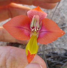 Gladiolus speciosus