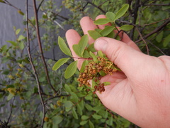 Spiraea beauverdiana