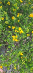 Pultenaea parviflora
