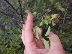 Spiraea beauverdiana