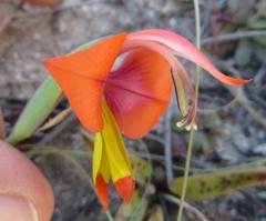 Gladiolus speciosus