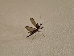 Bistanta mexicana