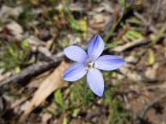 Wahlenbergia stricta stricta