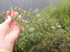 Betula fruticosa