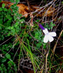 Lobelia dichroma