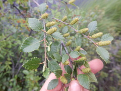 Betula fruticosa