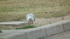 Chroicocephalus cirrocephalus poiocephalus