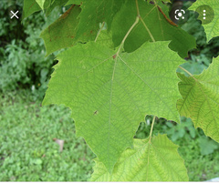 Platanus occidentalis