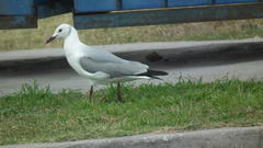 Chroicocephalus cirrocephalus poiocephalus