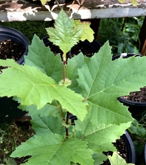 Platanus occidentalis