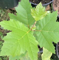 Platanus occidentalis