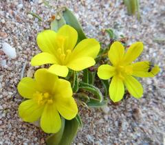 Moraea luteoalba