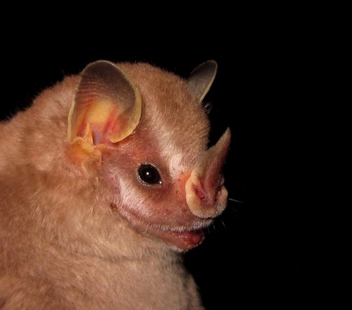 Northern Little Yellow-eared Bat