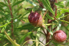 Leucadendron pondoense