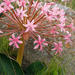 Brunsvigia radulosa - Photo (c) Robert Archer,  זכויות יוצרים חלקיות (CC BY-NC), הועלה על ידי Robert Archer