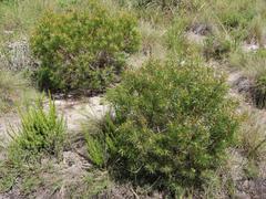 Leucadendron pondoense
