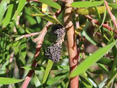 Leucadendron pondoense