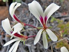 Pelargonium trifidum