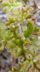 Pelargonium trifidum