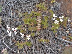 Pelargonium trifidum