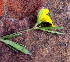 Argyrolobium harveyanum