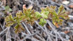 Pelargonium trifidum