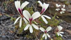 Pelargonium trifidum