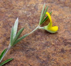 Argyrolobium harveyanum