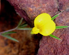 Argyrolobium harveyanum