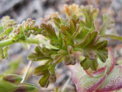 Pelargonium trifidum