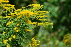 Solidago canadensis