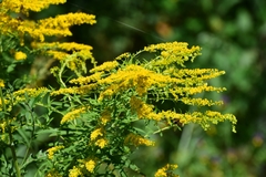 Solidago canadensis