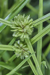 Cyperus humilis