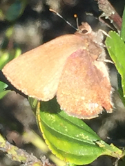 Callophrys augustinus iroides