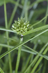 Cyperus humilis