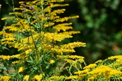 Solidago canadensis