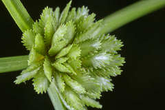 Cyperus humilis