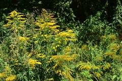 Solidago canadensis