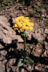 Senecio aronicoides