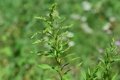 Solidago canadensis