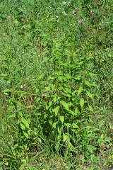 Solidago canadensis