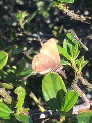 Callophrys augustinus iroides