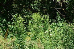Solidago canadensis