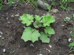 Tussilago farfara