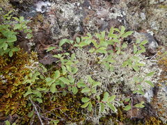 Spiraea beauverdiana