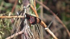 Acraea acara acara
