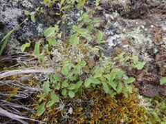 Spiraea beauverdiana
