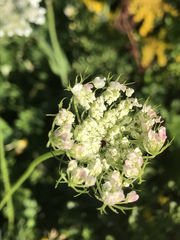 Daucus carota